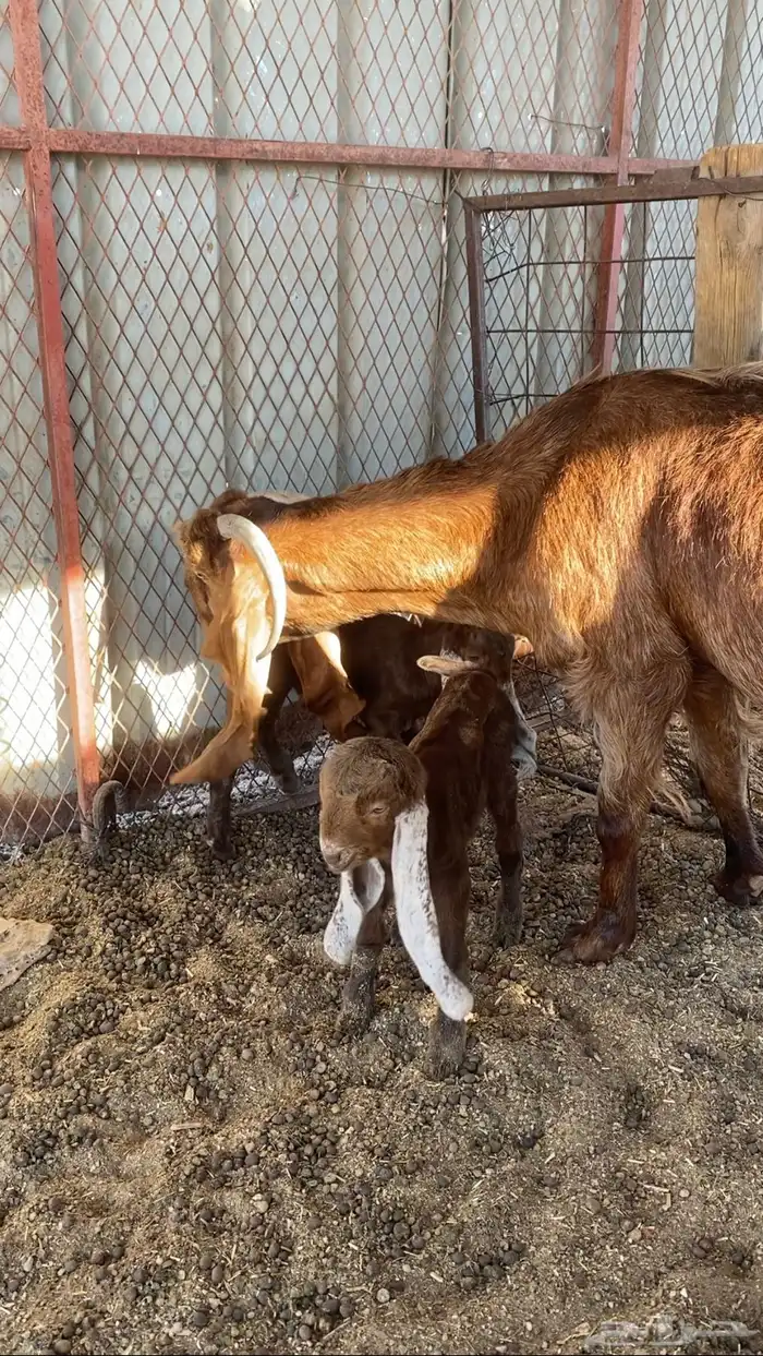 عنز متاومة 0