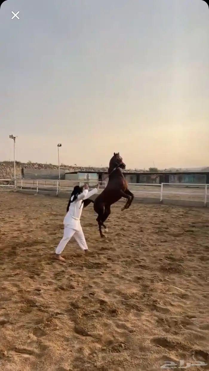 مهر للبيع كفو وشرط العمر سنتين ونص حراره الف وكرزما مشالله 4