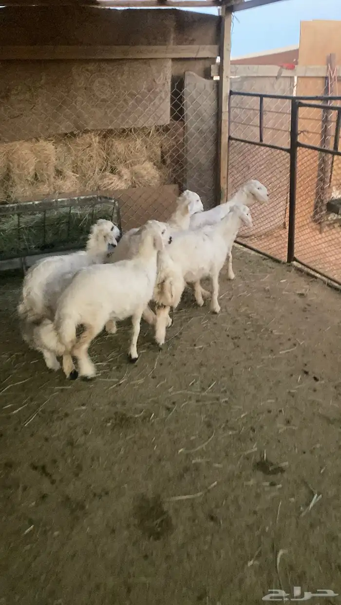 رخال حريات 2