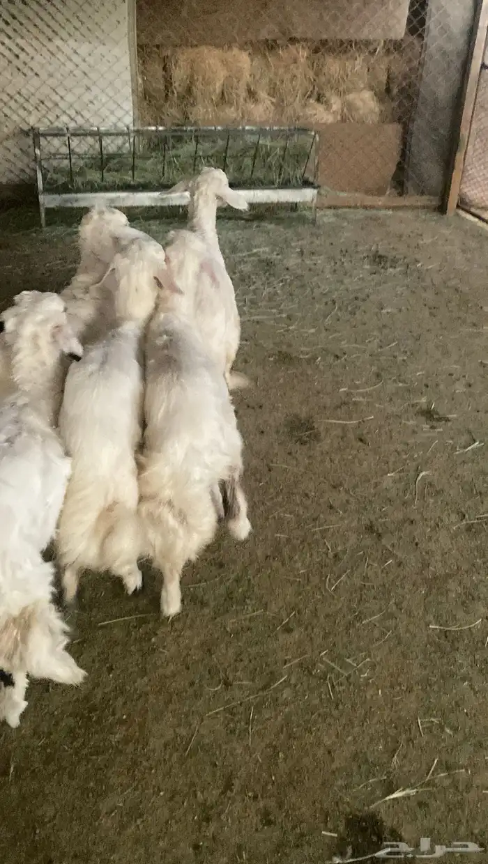 رخال حريات 1