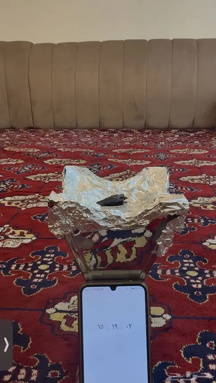 عودة تايقر فاخر 1