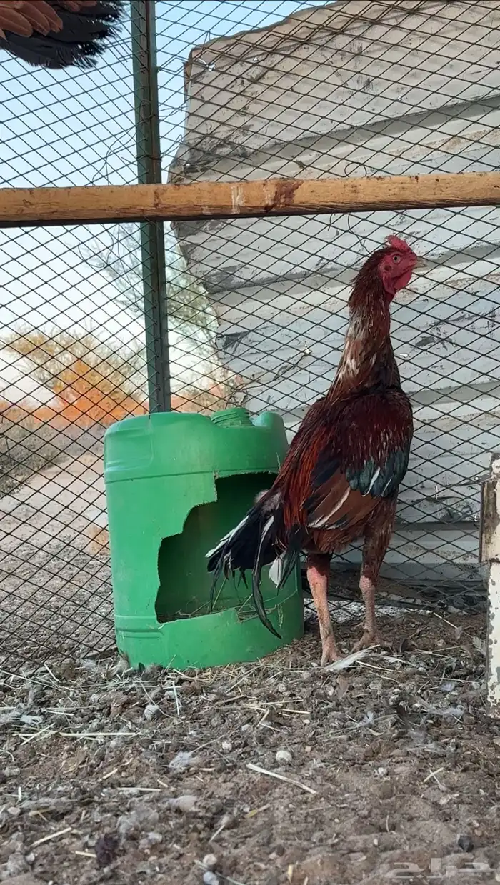 ديك سندي فاخر 0