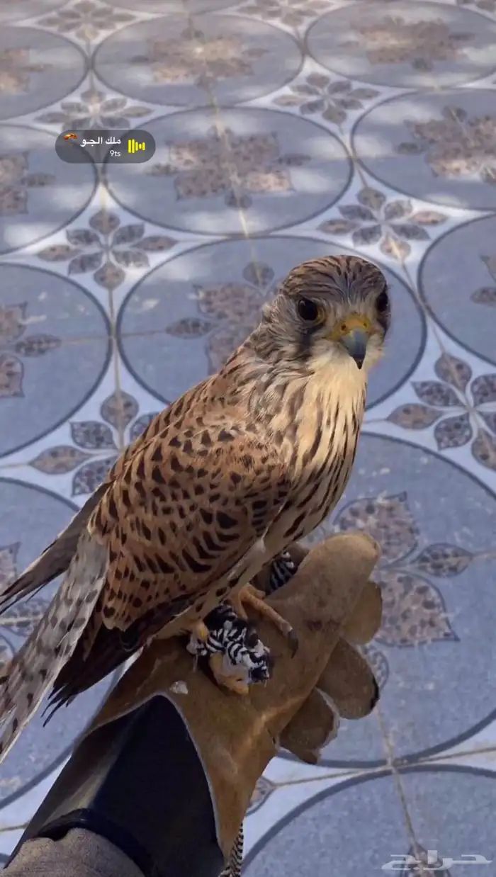 حمام باكستاني 2