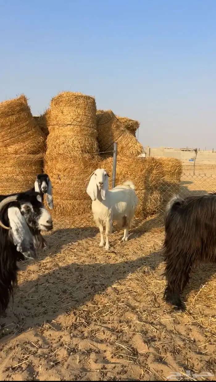 معزا عوارض دفيع فيها ثنتين شق 1