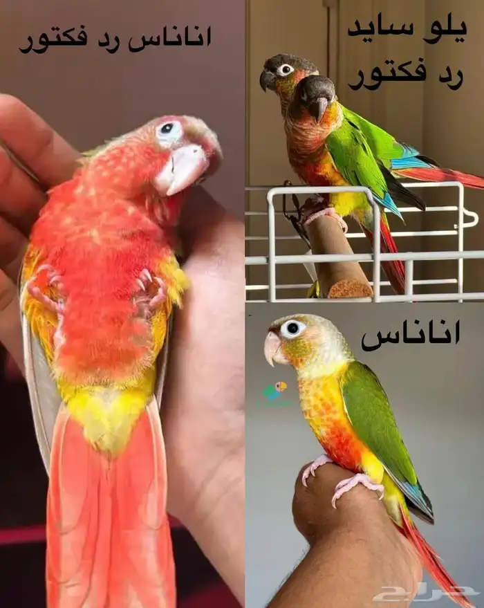 كنيورات وكروان البينو تقبل الغر وحجمها تب 0