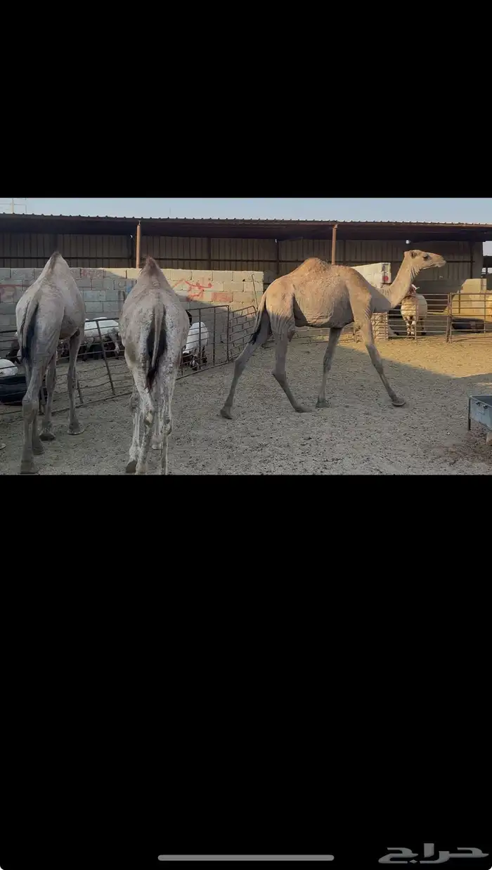 حشو صومالي مربوط 7