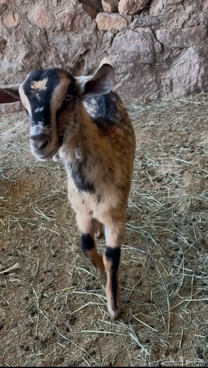 للبيع عناق وعنز دافع 3