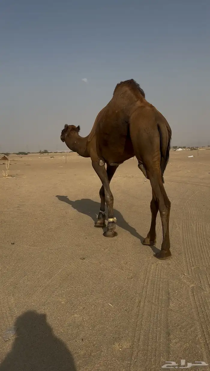 قعود ثني حمر مشروط 3