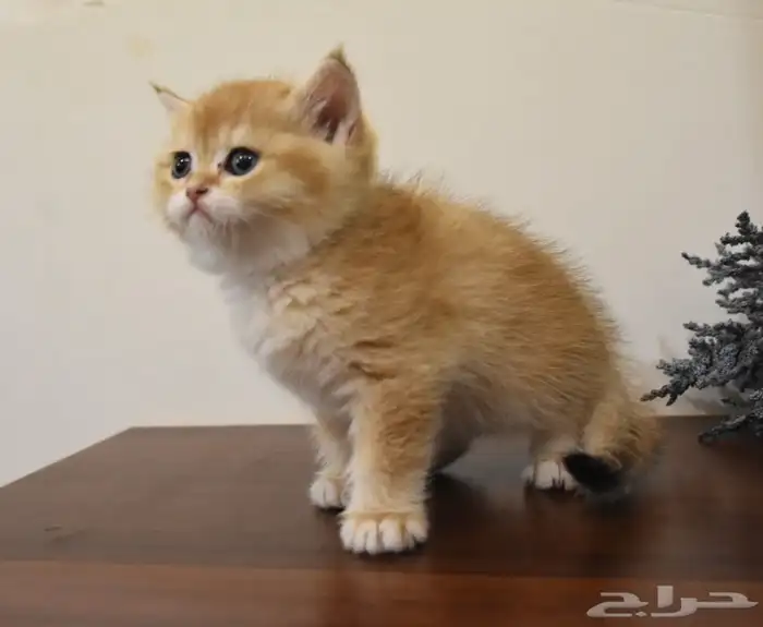 كتن قطط سكوتش 0