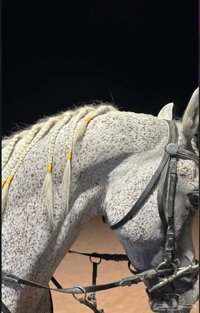 حصان للبيع 0