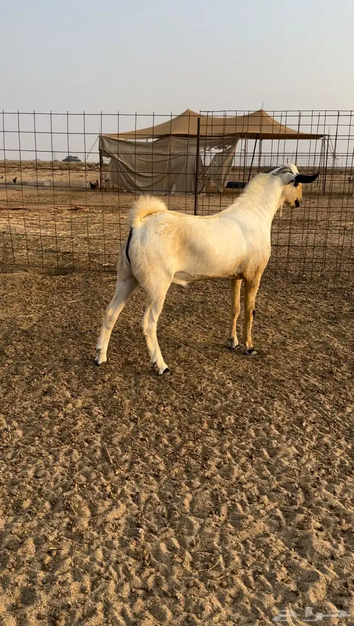 تيس بيشي اكحل 1