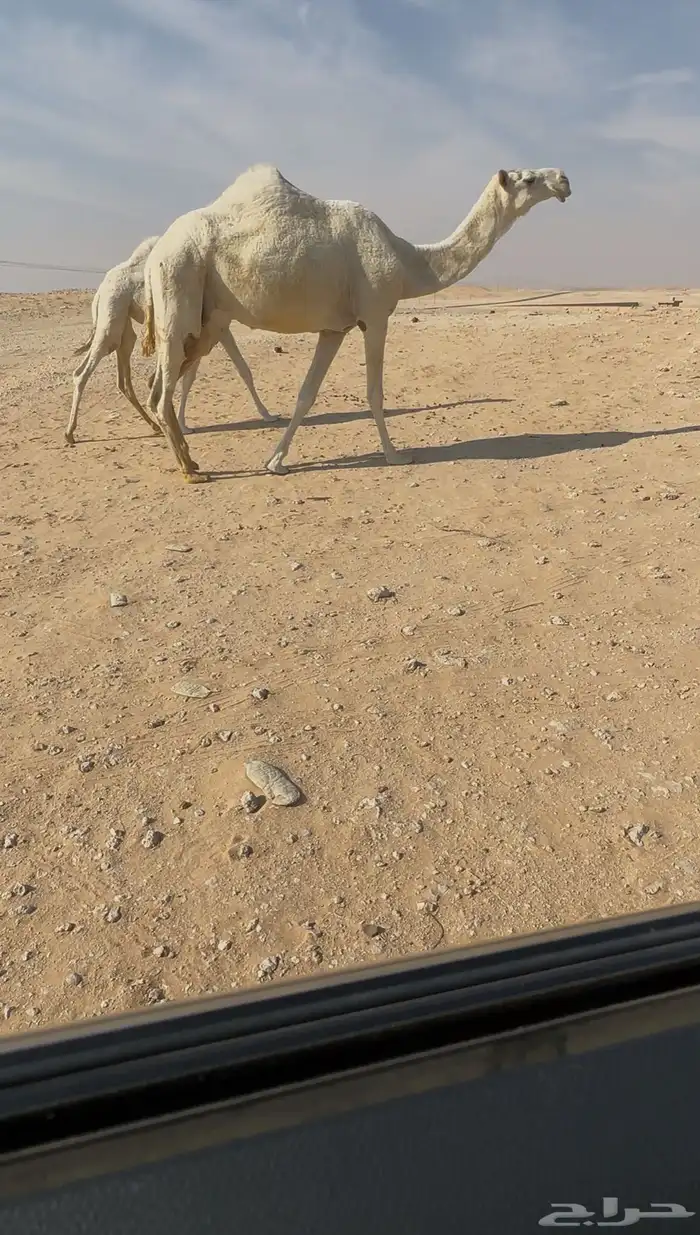 عشراء ثنو رمانيه كفووو 0