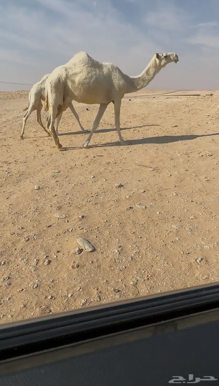 عشراء رمانيه ثنو كفوو 0