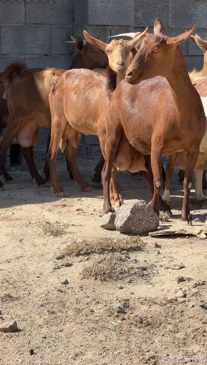 معزا دهم متابيع 1