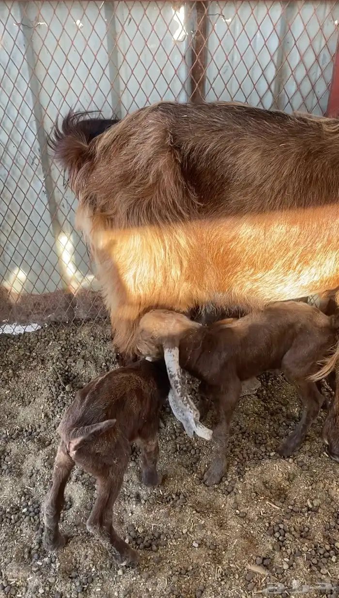 عنز متاومة 3