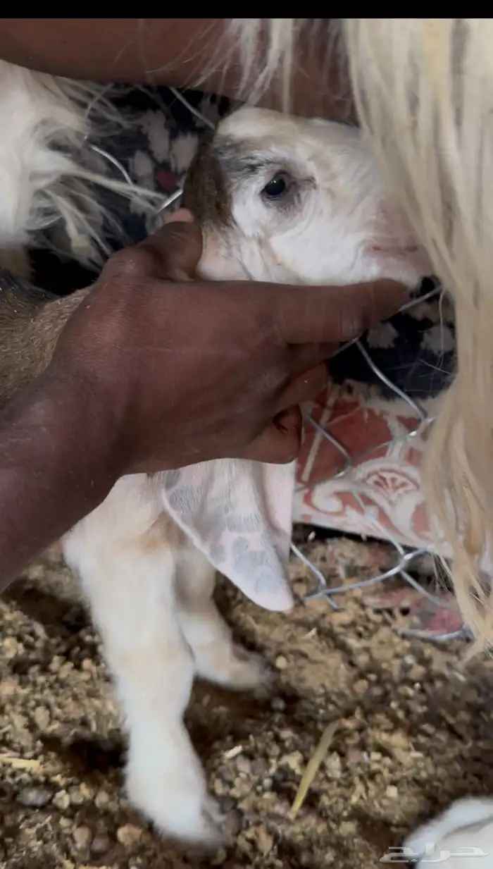 تيس داغور عمره يومين 0