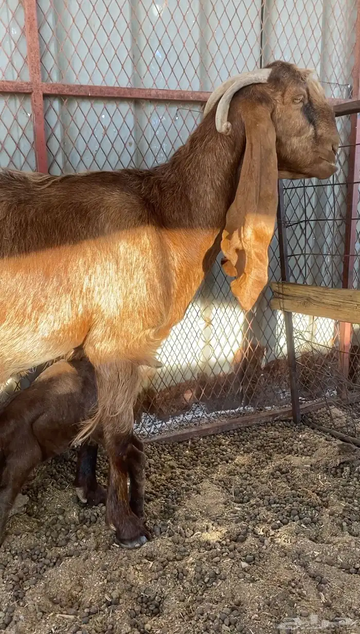 عنز متاومة 1