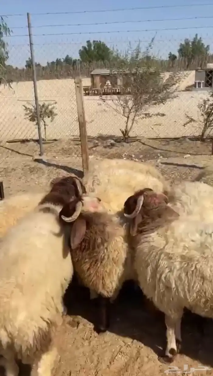 نعيمي فاخر 0