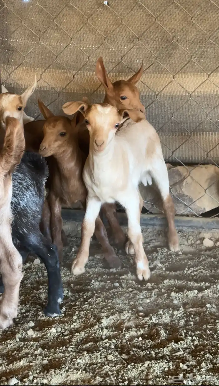 معزا دهم متابيع 5