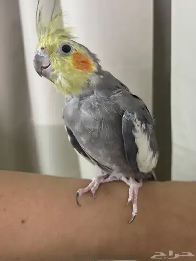 طير كروان index