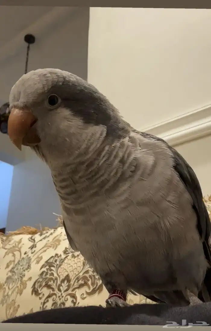 ببغاء كويكر مفقود 0