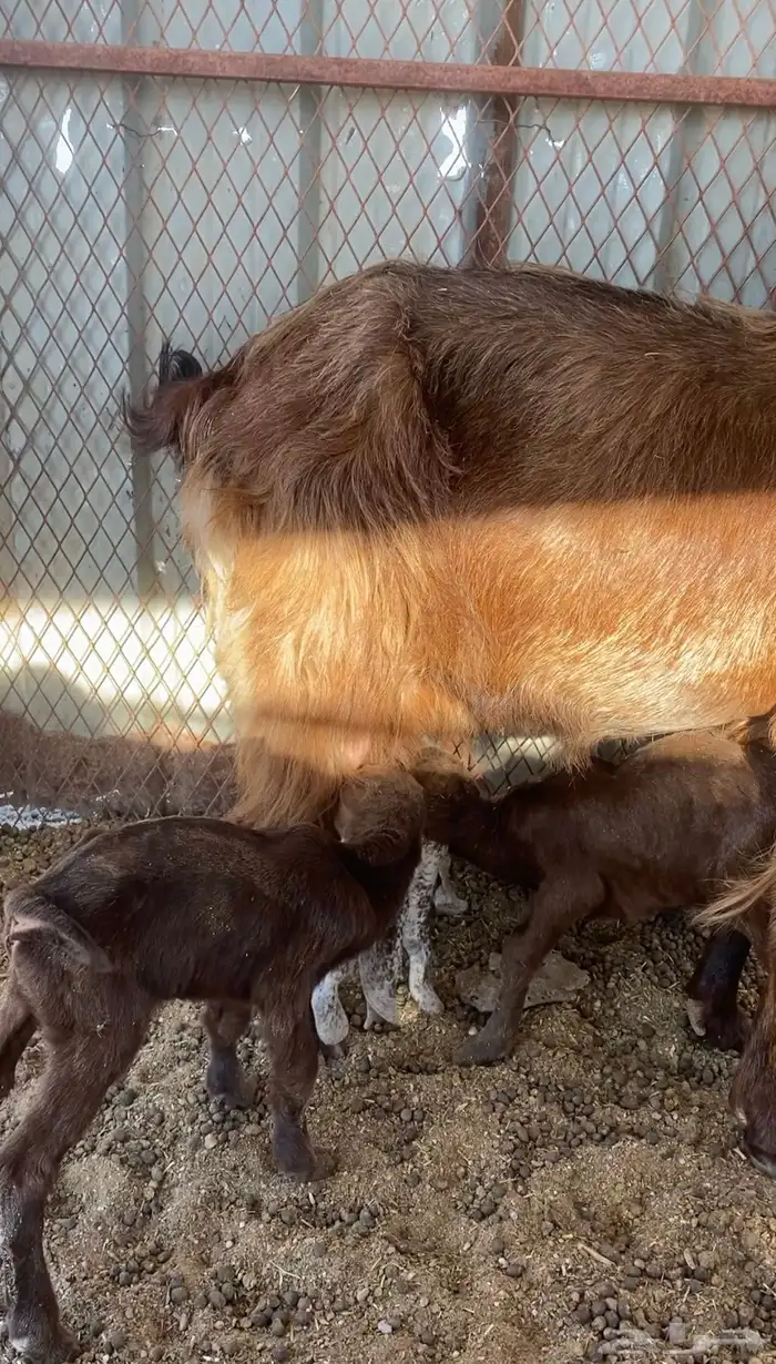 عنز متاومة 4