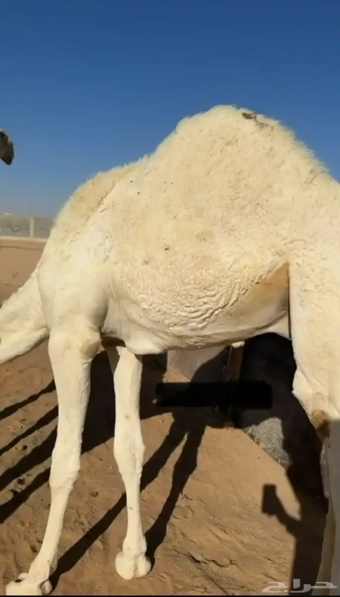 قعود طايش على حليب 0