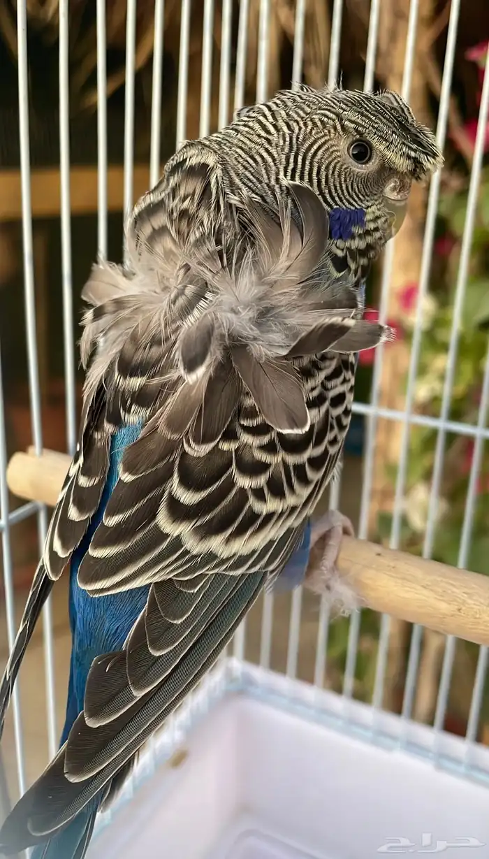 انثى بادجي بلاك فيس 0