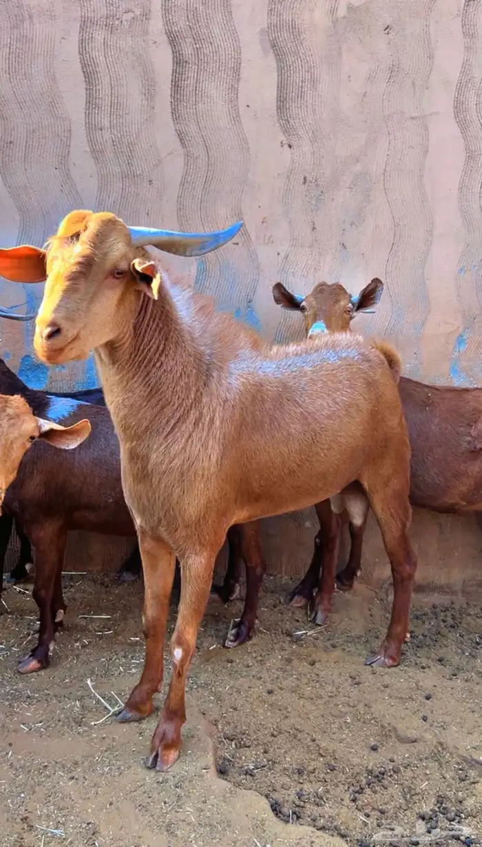 تيس جنوبي طيب ومنتج توه يربع 1