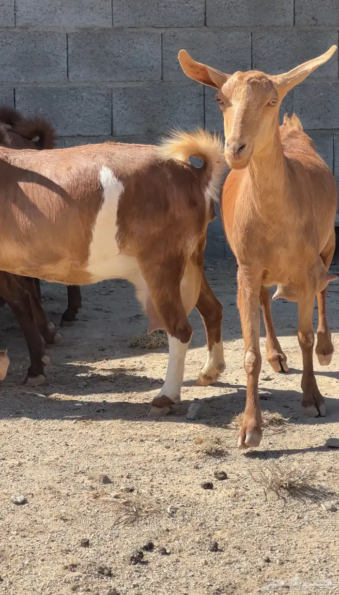 معزا دهم متابيع 2