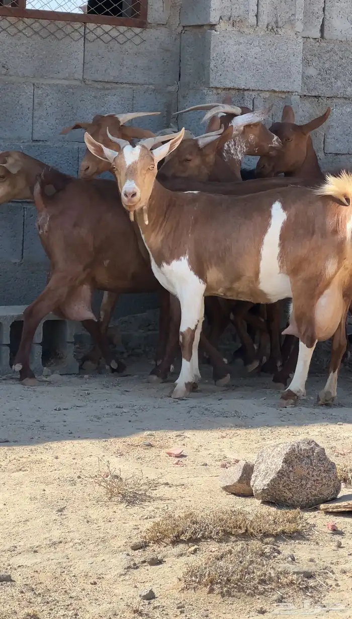 معزا دهم متابيع 0