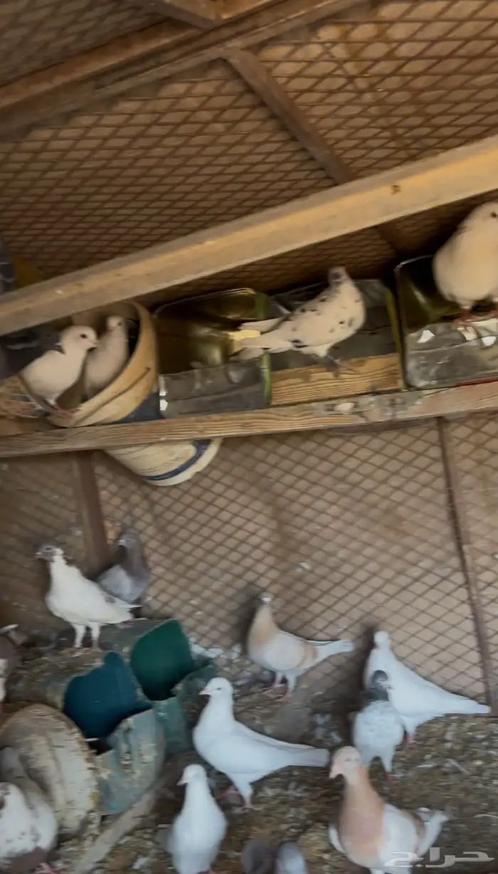 حمام مشكل للبيع 0