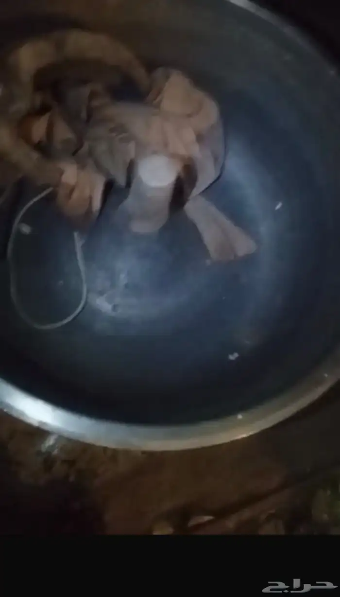 عجانة نظيفه 0