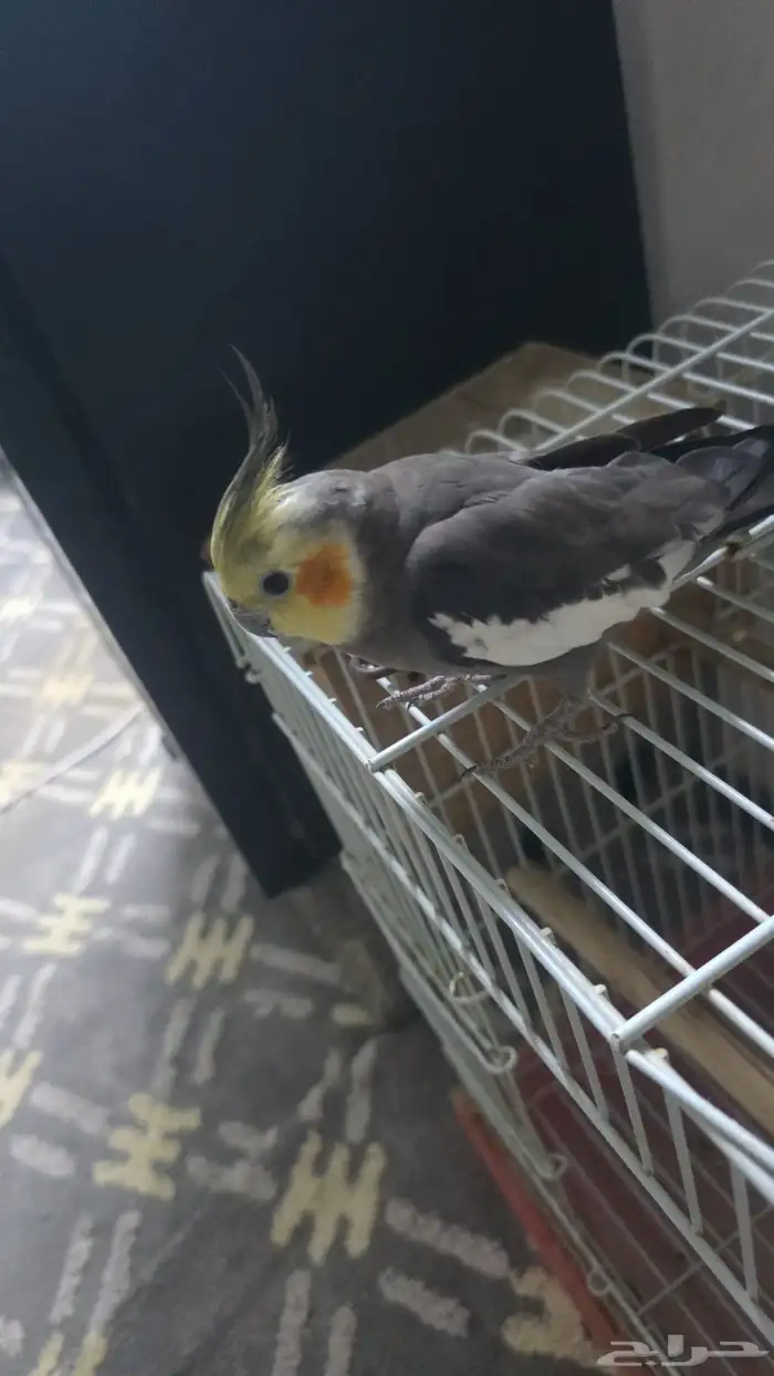 ذكر كروان اليف 2