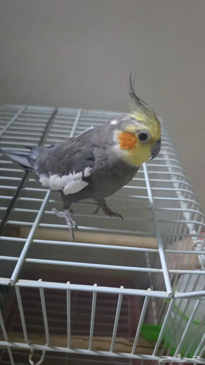 ذكر كروان اليف 1