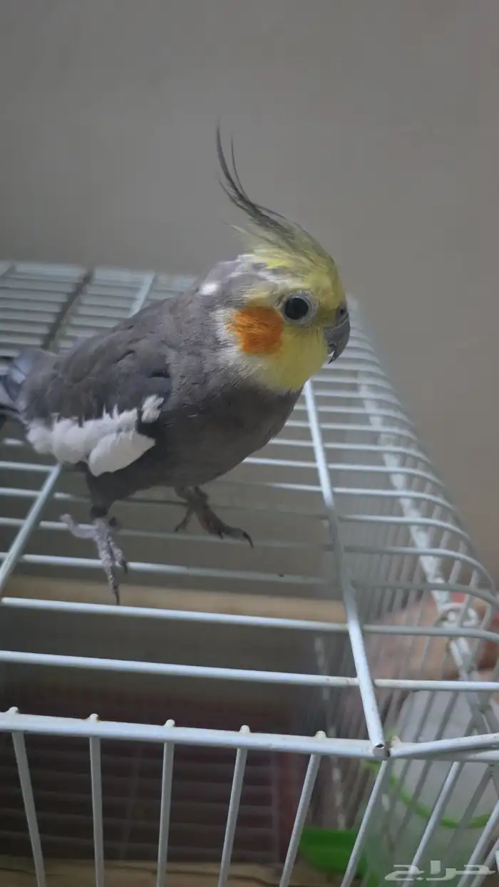 ذكر كروان اليف 0