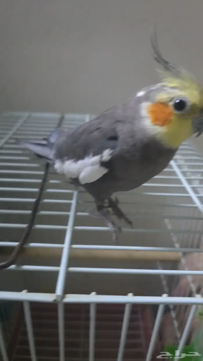 ذكر كروان اليف 3