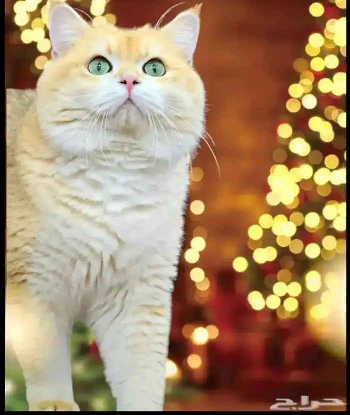 للبيع برتش شورت هير NY12 بيور من ام واب مستوردين 1