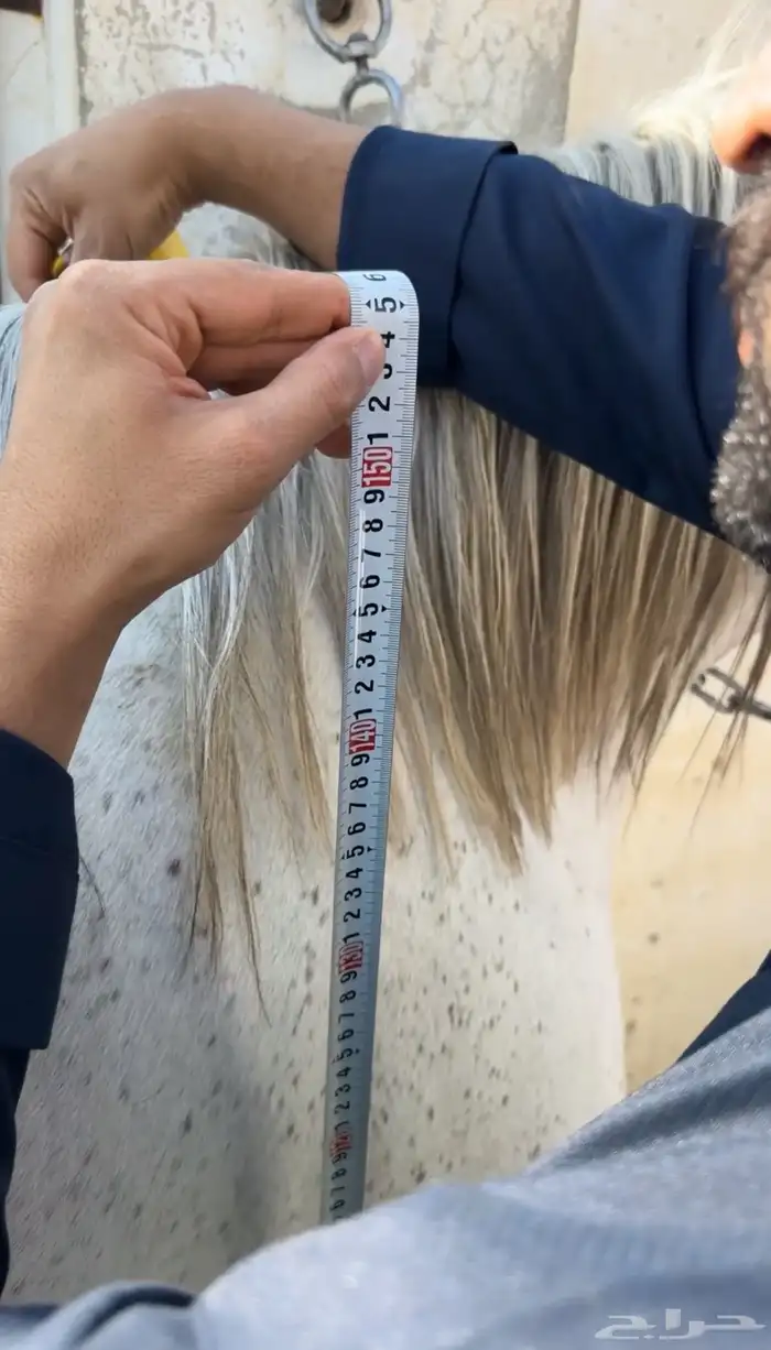 فرس تنافس الواهو ( شعبية من خيول نجد ) 10