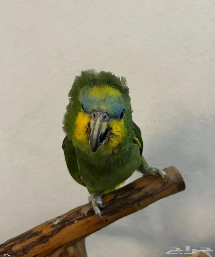 ببغاء امازوني اليف 0