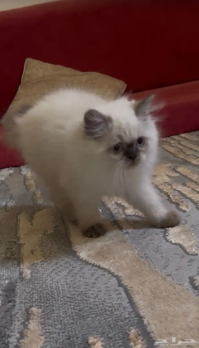 قط هيملايا للبيع مع اغراضه 2