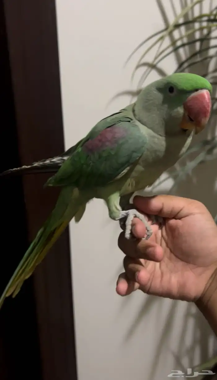 ببغاء نيبالي متكلم وهدد واليف جد ا ماعنده عض 4