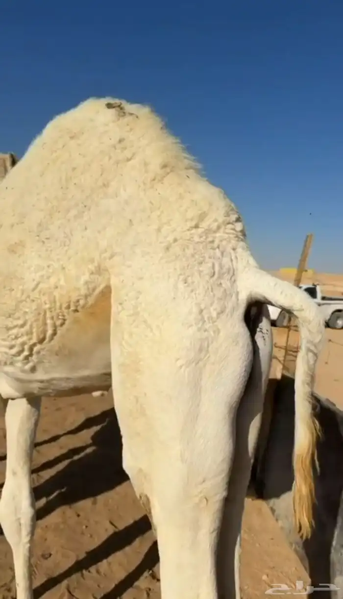 قعود طايش على حليب 1