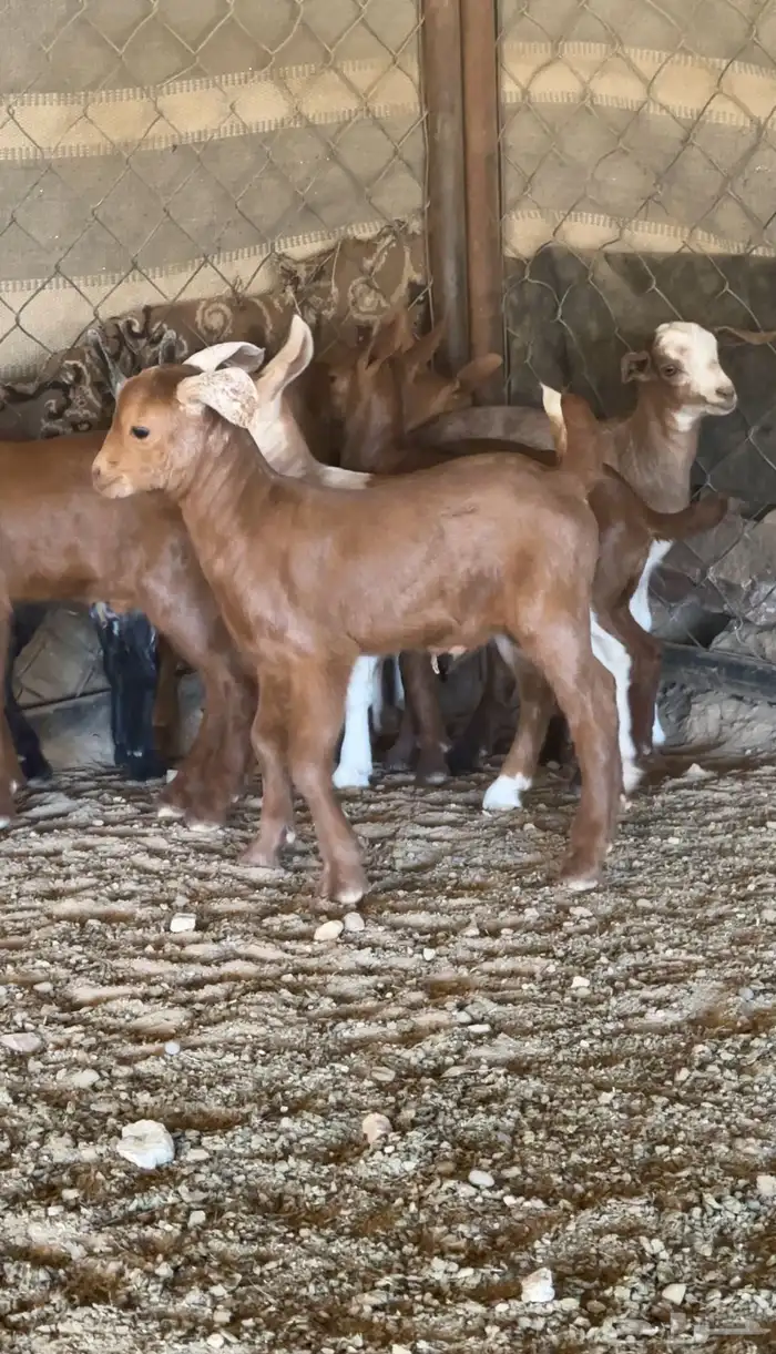 معزا دهم متابيع 7