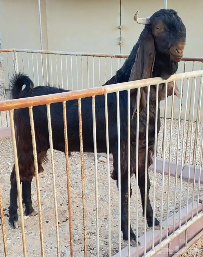 تيس فحل مشروك العمر 10 شهور جرم ناهي 0