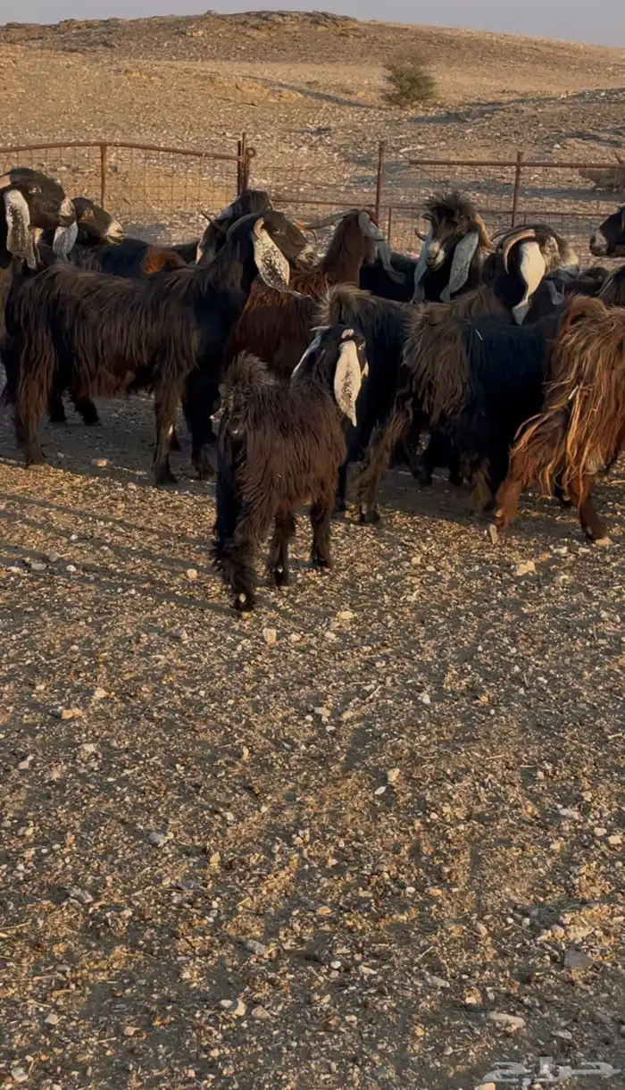 معزا عوارض طيبه 2