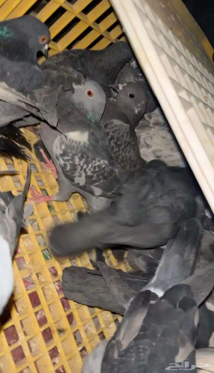 حمام سوادي طرح اليوم 20 جوز 0