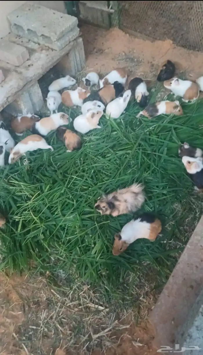 وبرن بلدي فرنسي 0