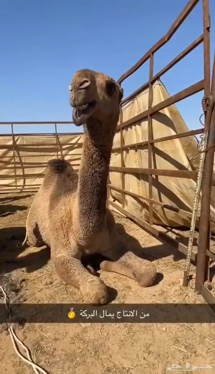 عرض فاخر دبياني منتج فرديات 2