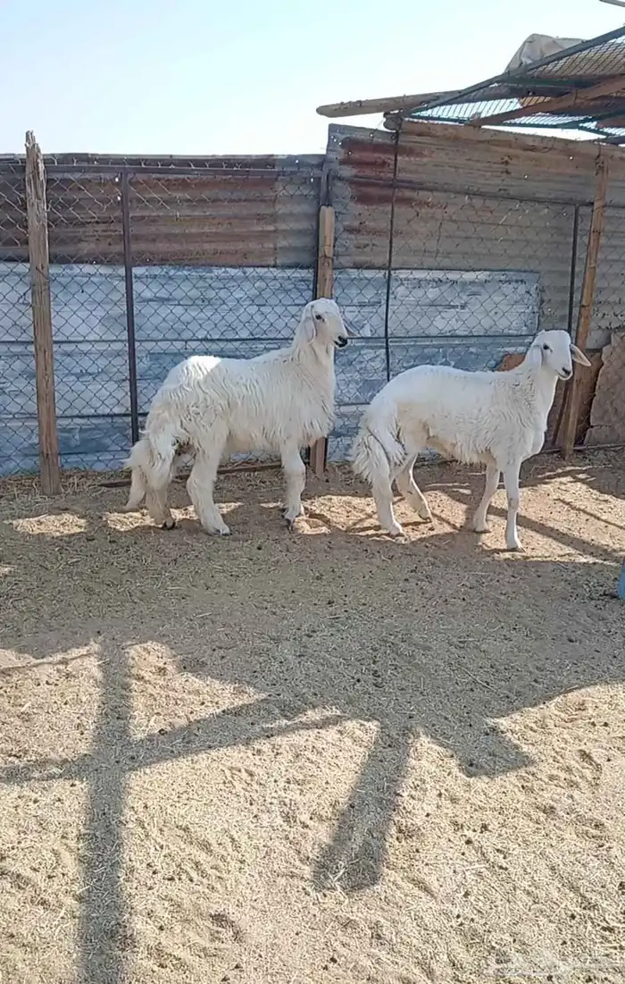 يوجد عندنا طليان حريه فخمة 5